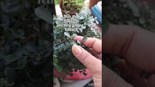 table kamini not growing Bonsai shortsfeed viral gardening terracegarden [upl. by Jochbed]