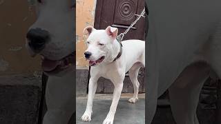 American Pitbull dog whatsapp status video whatsappstatusvideo [upl. by Nevada]