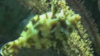 Acreichthys tomentosus filmed by httpwwwmeerwasservideothekde [upl. by Nnel]