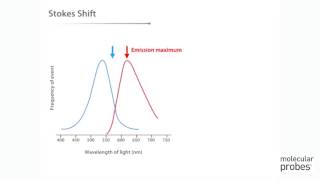 Molecular Probes Tutorial Series— Anatomy of Fluorescence Spectra [upl. by Bello]