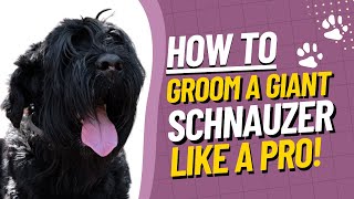 Giant Schnauzer Grooming Tutorial  How to Groom a Giant Schnauzer StepbyStep Guide [upl. by Nnayr649]