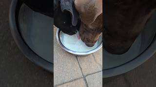 Mastiff Puppies Try Goat Milk for The First Time dog milkfed milk puppy health [upl. by Holleran]