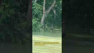 forrestfenntreasure Tonle sap floodplains [upl. by Enirhtac]