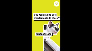 Comprendre les miaulements des chats [upl. by Gnouhc]