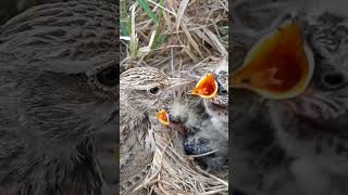 Nest Adventures Skylark Bird Babies’ Early Days youtubeshorts viralshort [upl. by Hartill885]