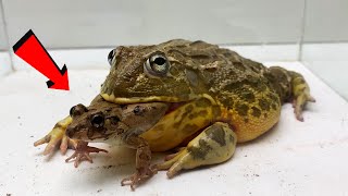 Small frog and big frog  Pacman frog【WARNING LIVE FEEDING】 [upl. by Fayola]