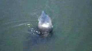 Seals in Eyemouth harbour [upl. by Naples433]