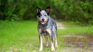 How to Train Your Australian Cattle Dog for Obedience and Rally Competitions [upl. by Engeddi]