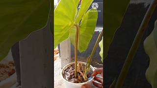 Wait is over philodendron plants ytshorts happydiwali [upl. by Araf]