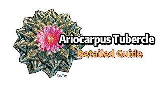 Ariocarpus Tubercle detailed guide [upl. by Liponis290]