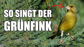 Grünfink  Vogelstimmen lernen [upl. by Owen678]