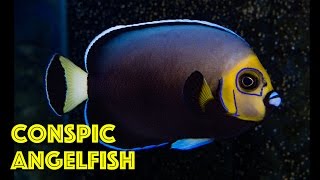 Rare Conspicuous Angelfish [upl. by Lenrad]