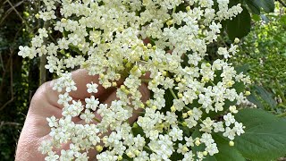 Elderflower Champine Recipe 🍾🌲 [upl. by Retsek]