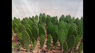 Biogas of Nopal  Mexico Southafrica Spain [upl. by Onailerua]