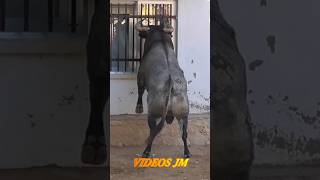 😱😱 Toro asomándose a la ventana Valfermoso de Tajuña [upl. by Hillyer259]