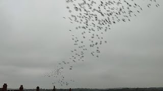 Managed to record this incredible murmuration [upl. by Boorman]