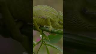 Madagascar Chameleon Central 🦎 [upl. by Esilahs]