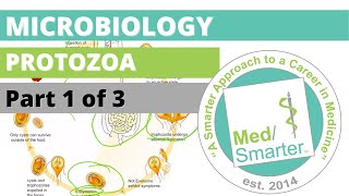 Protozoa  Microbiology  USMLE STEP 1  Part 1 of 3 [upl. by Schwinn]