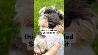 Sock Bandit Caught REDHANDED funnydog minischnauzer shorts [upl. by Dorita]