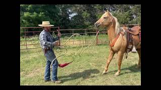 Preparation Leading horse for mountain trail [upl. by Herve]