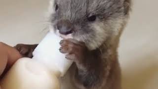 Tierna nutria bebé tomando leche en su biberón [upl. by Annaiek909]