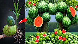 Grow Great secret to propagate coconuts fruit with watermelon fruit [upl. by Biles724]