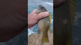 beefy Opaleye Caught Fishing from the Jetty [upl. by Streetman]