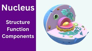 Nucleus Structure and Function  Nucleolus function  Nucleus class 9 [upl. by Uni]