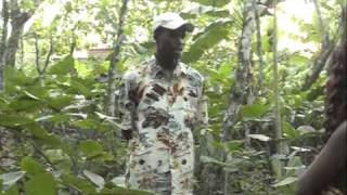 Tetteh Quarshie Cocoa Farm  Mampong Ghana [upl. by Iaras]