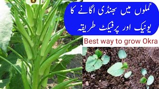 Best tips for Grow Okra plant at home  How quickly does Okra grow  Faster to grow phindi [upl. by Adnilasor]