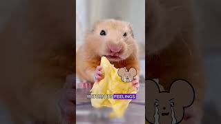 Hamster pursuing a crushforyou animals hamster cute [upl. by Varian640]