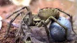 Lycosa wolf spiders making eggsacks [upl. by Ahtnama]