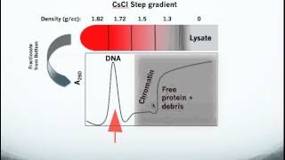 Testing for Topoisomerase Drug Action in Cells using the In Vivo Link Kit ICE Bioassay [upl. by Corenda]