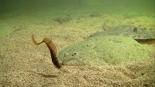 Huge turbot attack fishing lure Рыбалка большой палтус атакует мягкую приманку [upl. by Yursa]