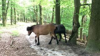 2 IJslandse paarden staan zij en zij en rennen ervandoor [upl. by Francoise]