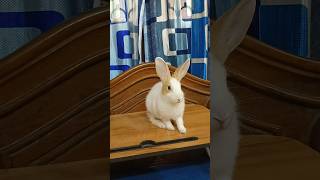 Bunny bunny bunny youre so funny shorts rabbit bunny youtubeshorts cutebunny funny cute [upl. by Zurek]