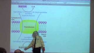 Fatty Acid Oxidation [upl. by Cowles]