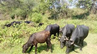 maldhari villagelife buffalovideo bunni popular viralvideo [upl. by Hakan]