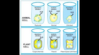 Isotonic Hypotonic and Hypertonic Solution [upl. by Modie711]