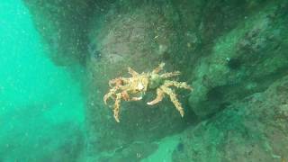 20190121 Scuba Diving  Lovers Point Monterey [upl. by Nyledam506]