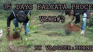 Falcata Tree Planting Process  How to Plant Falcata Tree  Buhay Probinsya  JAL Tv [upl. by Abbotsun]