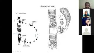 Asexual reproduction of Ulothrix Ataurs special Biology [upl. by Icyak398]