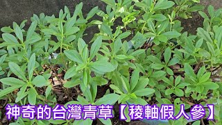 神奇的台灣青草【稜軸假人參】 [upl. by Lasley732]