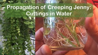 How to propagate creeping jenny moneywort  cuttings in water method 1 [upl. by Chrissie]