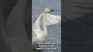 Amazing Facts About the Majestic Whooper Swan whooper swan fascinatingfacts wildlife [upl. by Yrrat866]