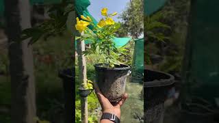 Buy Tecoma Yellow Plant Online  Order Tecoma Yellow Plant  Onlineplantscartin [upl. by Las]