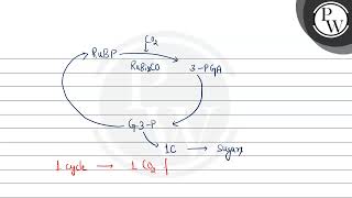 What will for the number of Calvin cycles to generate one molecule of hexose [upl. by Robbyn506]