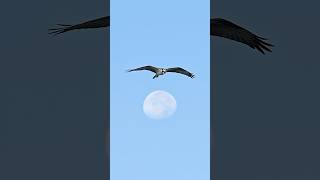 Osprey hovers right about an almost full moon [upl. by Ev]