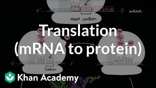 Translation mRNA to protein  Biomolecules  MCAT  Khan Academy [upl. by Lleroj700]