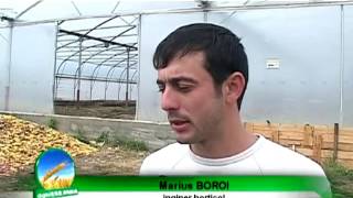 Marius Boroi  Bani din agriculturaavi [upl. by Grati]